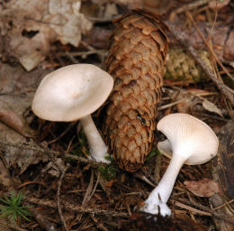 Clitocybe clavipes