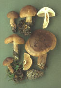 Tricholoma imbricatum Mushroom