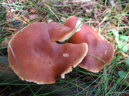 Collybia butyracea2