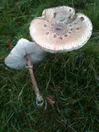 Lepiota procera4