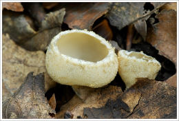 Tarzetta cupularis