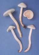 Hygrophorus eburneus Mushroom