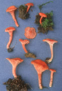 Cantharellus cinnabarinus Mushroom