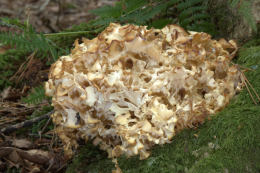 Sparassis crispa3