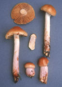 Cortinarius collinitus Mushroom