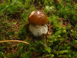 Cep Richard Scott