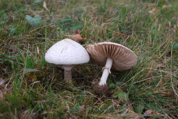 leucoagaricusl leucothites