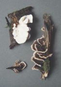 Coriolus versicolor Mushroom