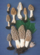 Morchella  Tulip Mushroom