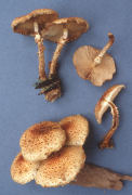 Pholiota squarrosoides2 Mushroom