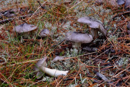 Tricholoma portentosum2