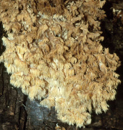 Hericium coralloides2