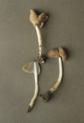Leptopodia elastica2 Mushroom