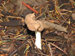 Gyromitra ambigua