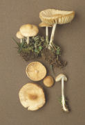 Marasmius oreades Mushroom
