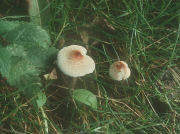 Lepiota cristata fieldQuer Mushroom