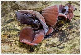 Auricularia auricula2