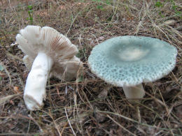 Russula virescens