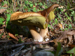 Cep Richard Scott