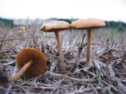 Agrocybe semiorbicularis