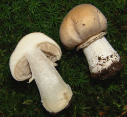 Rozites caperatus2