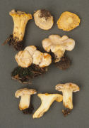 Cantharellus ferruginascens Mushroom
