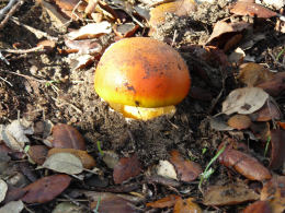 Amanita caesarea 7