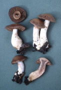 Cortinarius infractus Mushroom