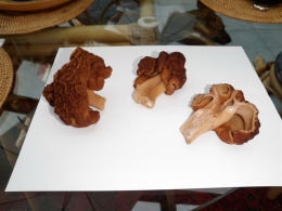 Gyromitra gigas