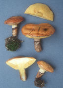 Suillus luteus 4 Mushroom
