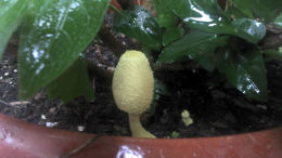 Leucocoprinus birnbaumii2