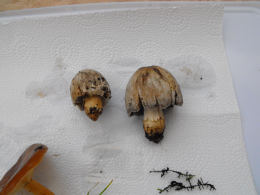 Coprinus atramentariusF