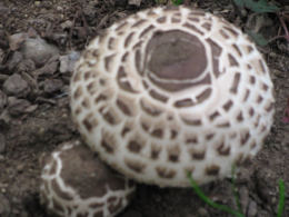 Agaricus bohusii 6