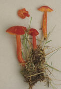 Hygrocybe miniatus Mushroom
