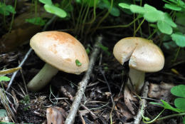 Hygrophorus nemoreus 2 Mushroom