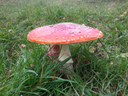 Amanita muscaria 26