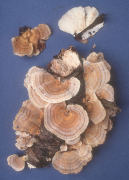 Trametes pubescens Mushroom