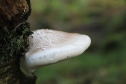 Piptoporus betulinus