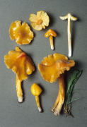 Hygrocybe langei4 Mushroom