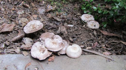 Agaricus campestris7.jpg