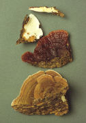 Heterobasidion annosum Mushroom
