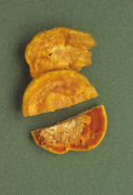 Pycnoporus cinnabarinus Mushroom