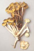 Armillaria mellea Mushroom