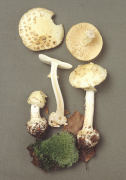 Amanita citrina Mushroom