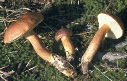 Boletus badius