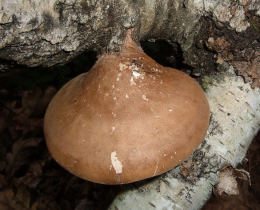 Piptoporus betulinus