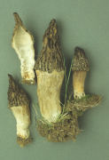 Morchella elata Mushroom