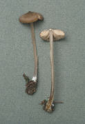 Nolanea hirtipes Mushroom