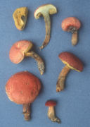 Boletus fraternus Mushroom