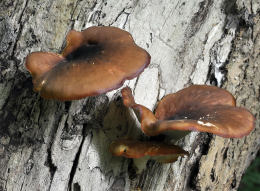 Polyporus badius